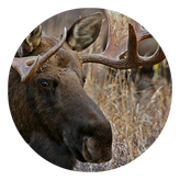 DAROUND 314 Gone Hunting (Moose)